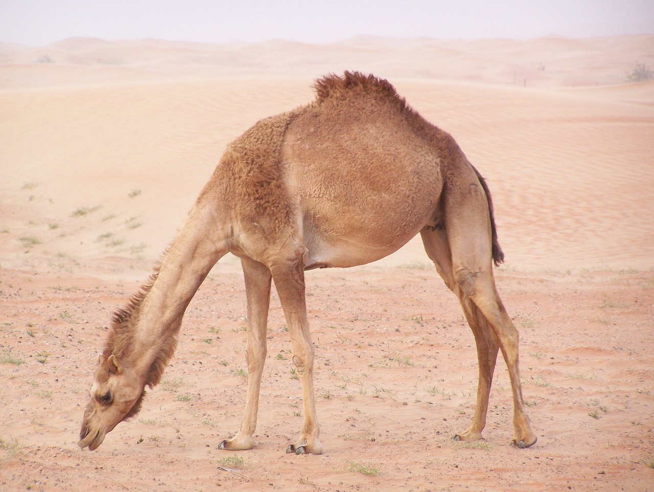 Pushkar Camel Fair - Rajasthan's Vibrant Cultural Extravaganza